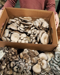 Blue oyster mushroom box 5 pounds