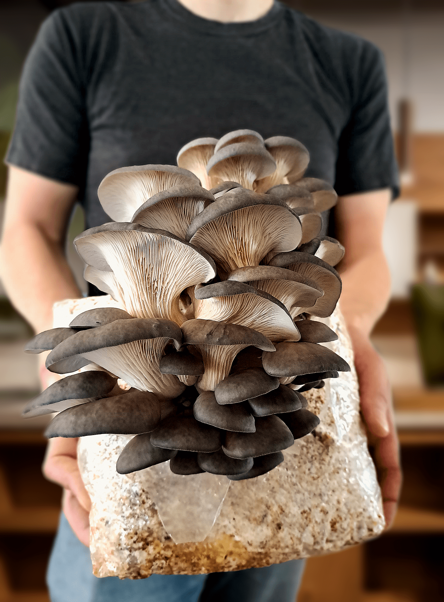 A man holding a mushroom block with large, vibrant blue oyster mushrooms growing from it, showcasing the impressive size and color of the fungi.