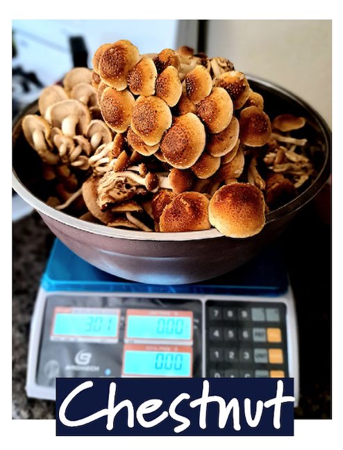 Bowl of fresh chestnut mushrooms on a digital scale reading 3 pounds.