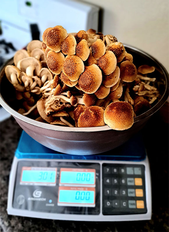 A cluster of fresh chestnut mushrooms on a scale, displaying their rich brown caps and delicate stems.