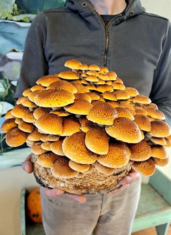 A man holding a cluster of chestnut mushrooms, showcasing their rich brown caps and delicate stems.