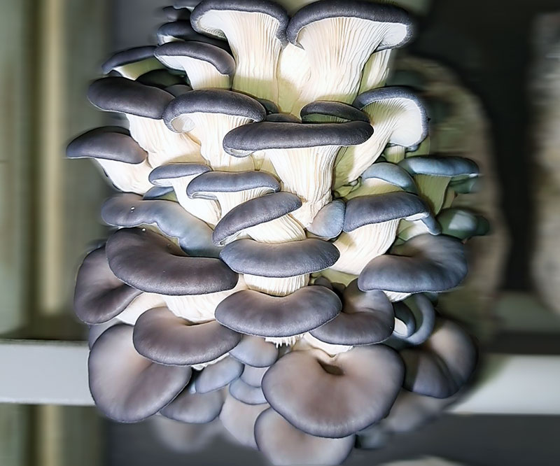 A cluster of King Blue Oyster mushrooms sitting on a shelf, displaying their vibrant blue caps and ruffled edges.