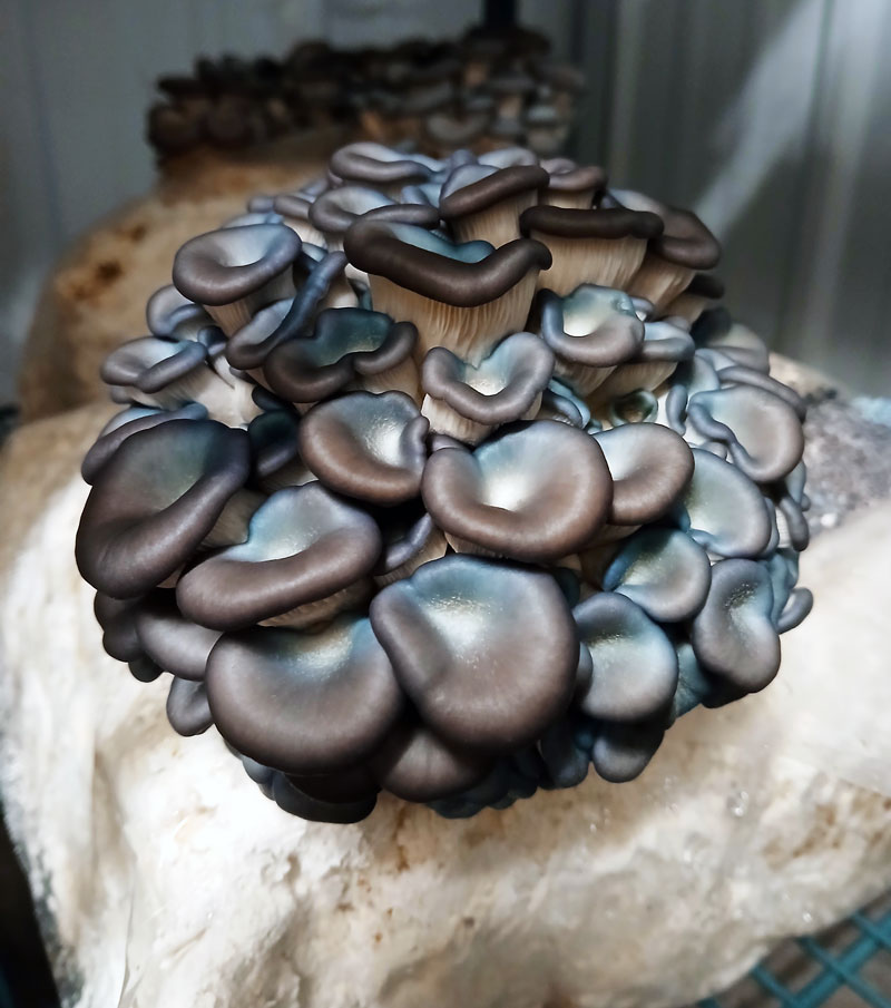 Young cluster of King Blue Oyster mushrooms growing from a fruiting bag.