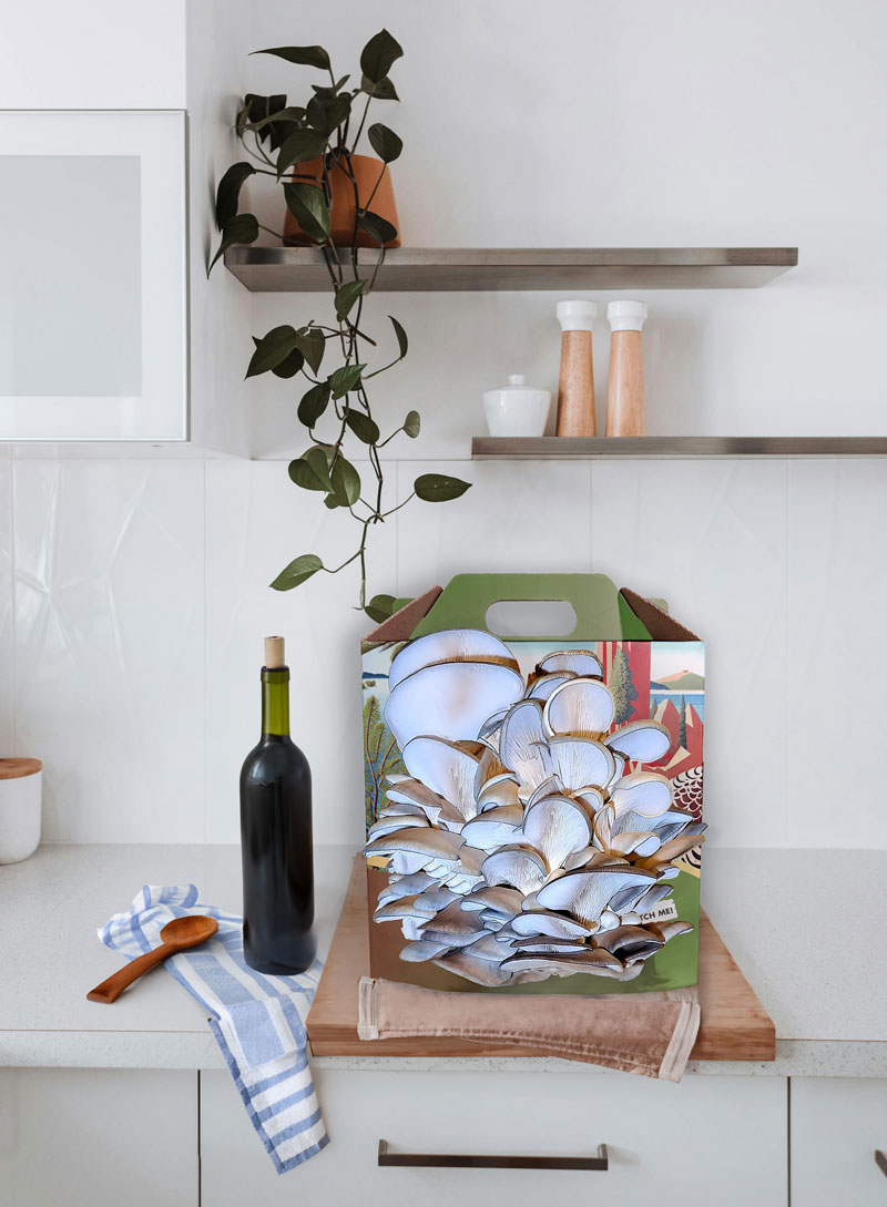 Mushrooms Reach King Blue Oyster Mushroom Grow Kit on a kitchen counter with mature King Blue Oyster mushrooms growing from the front.
