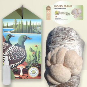A Lion's Mane grow kit box is placed beside a Lion's Mane grow block with a large fruiting Lion's Mane mushroom growing from it. A spray bottle is positioned next to the block.