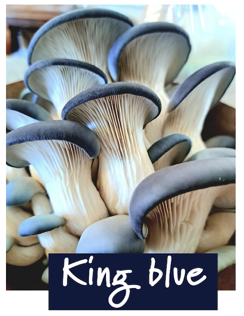 A cluster of King Blue Oyster mushrooms, showcasing their deep blue color and delicate, ruffled caps.