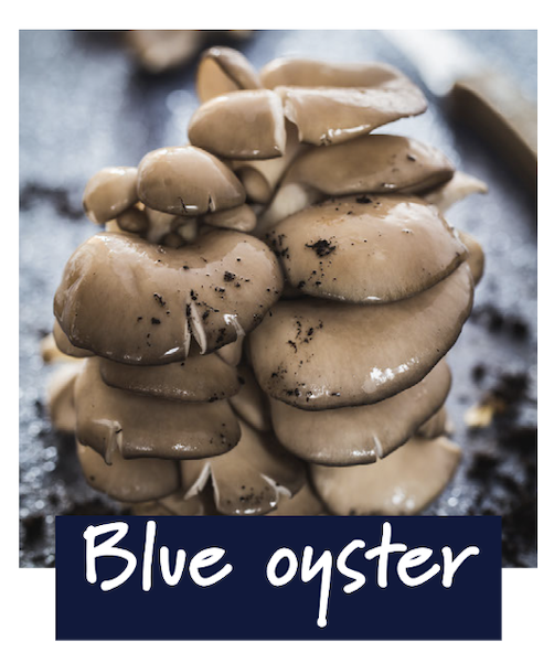 Blue oyster mushrooms sizzling on a hot plate, releasing steam and showing their vibrant color as they cook.