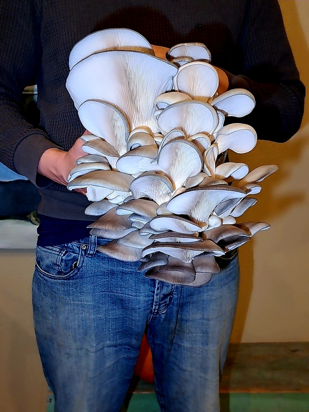 A man holding a large cluster of King Blue Oyster mushrooms, showcasing their rich blue hues and impressive size.
