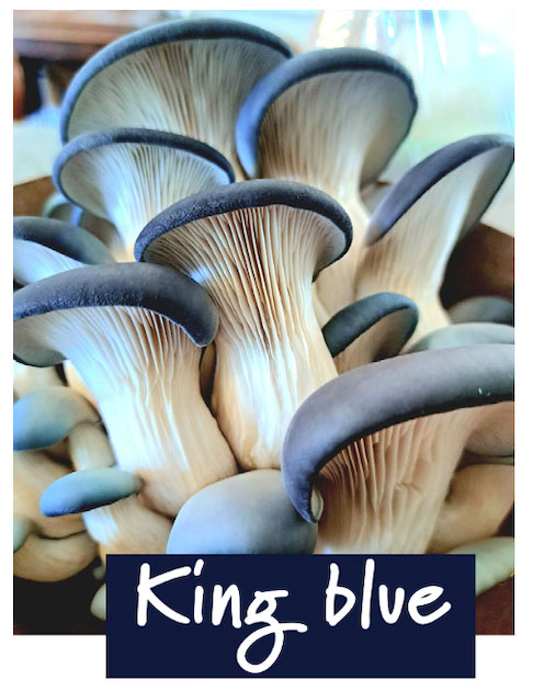 A cluster of King Blue Oyster mushrooms with 'King Blue' text below.