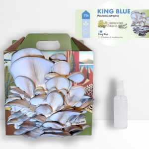 Mushrooms Reach King Blue Oyster Mushroom Grow Kit with a large cluster of light blue-capped mushrooms growing from the front, accompanied by a spray bottle.