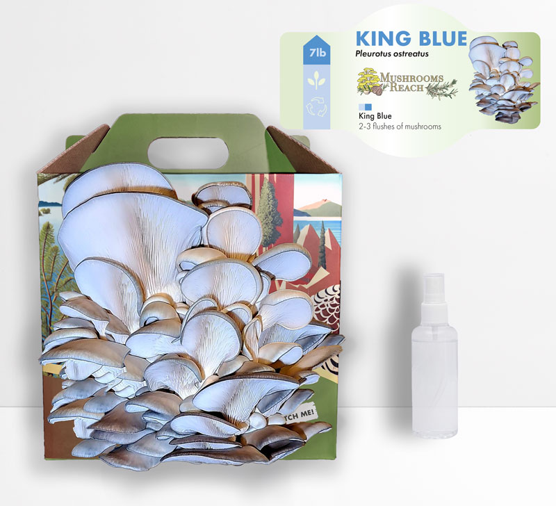 Mushrooms Reach King Blue Oyster Mushroom Grow Kit with a large cluster of light blue-capped mushrooms growing from the front, accompanied by a spray bottle.