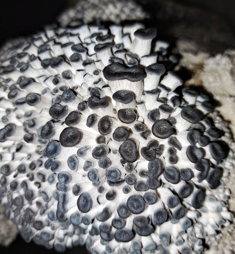 Young cluster of King Blue Oyster mushroom pins with small blue caps emerging from the substrate.