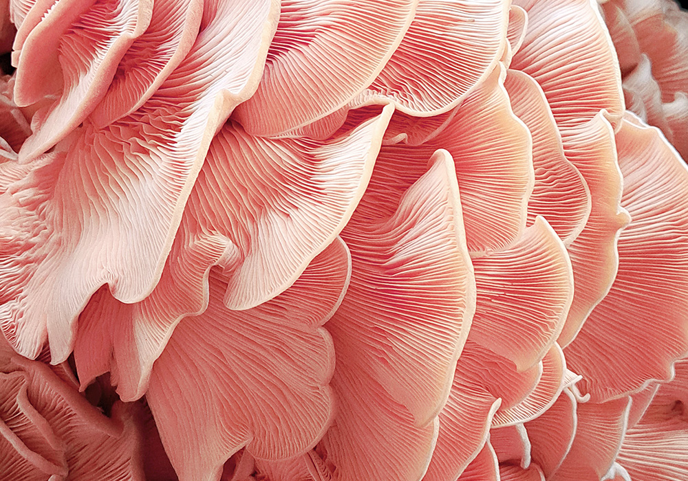 A cluster of pink oyster mushrooms, with their vibrant pink caps and delicate, frilled edges.