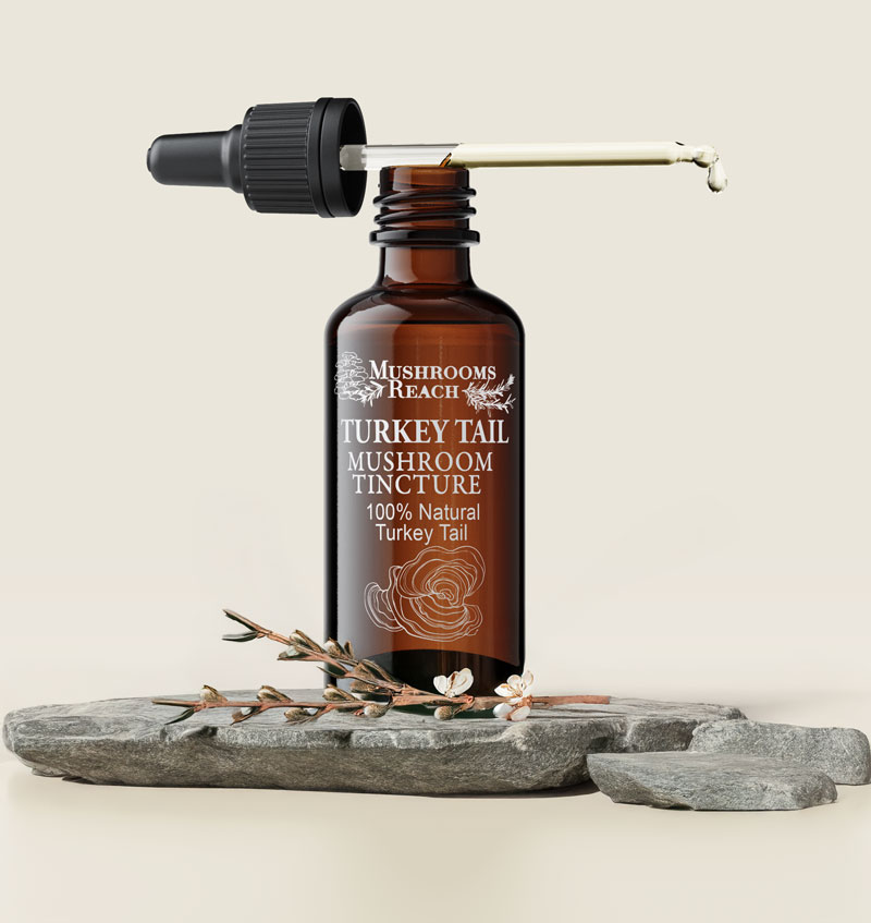 Turkey Tail Tincture from Mushrooms Reach – Immune-Boosting Mushroom Extract