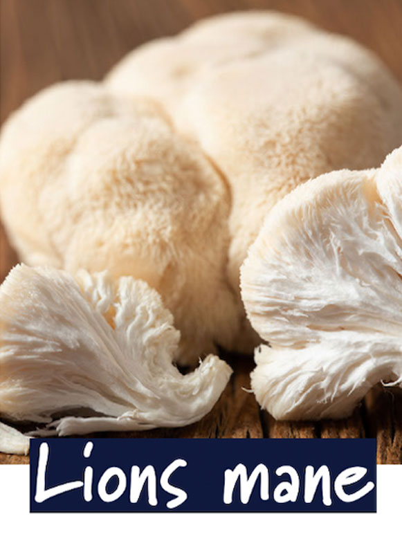 A fresh Lion’s Mane mushroom with its signature fluffy, sitting on a neutral background.