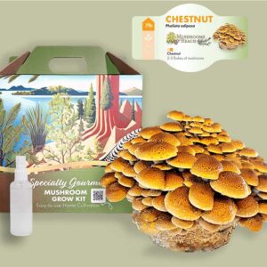 A Chestnut Mushroom block with a cluster of fresh Chestnut mushrooms growing