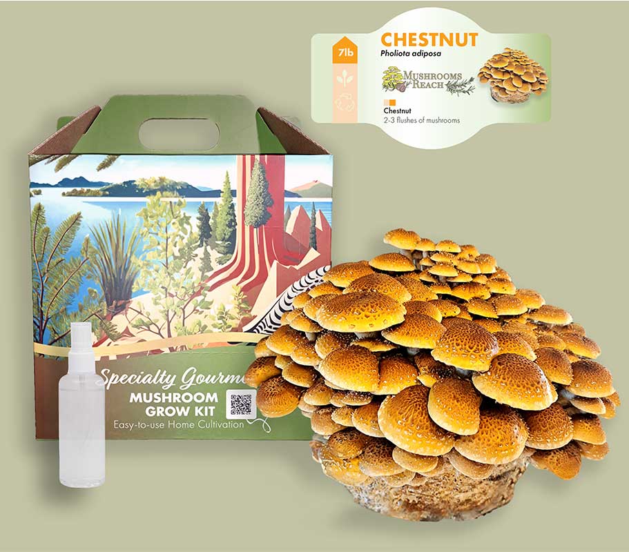 A Chestnut Mushroom block with a cluster of fresh Chestnut mushrooms growing
