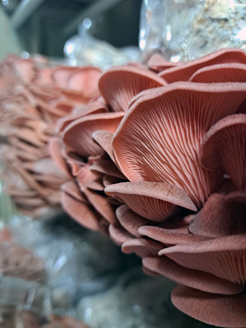 Pink oyster mushrooms growing from mushroom grow blocks in a fruiting chamber, with their vibrant pink caps beginning to form.