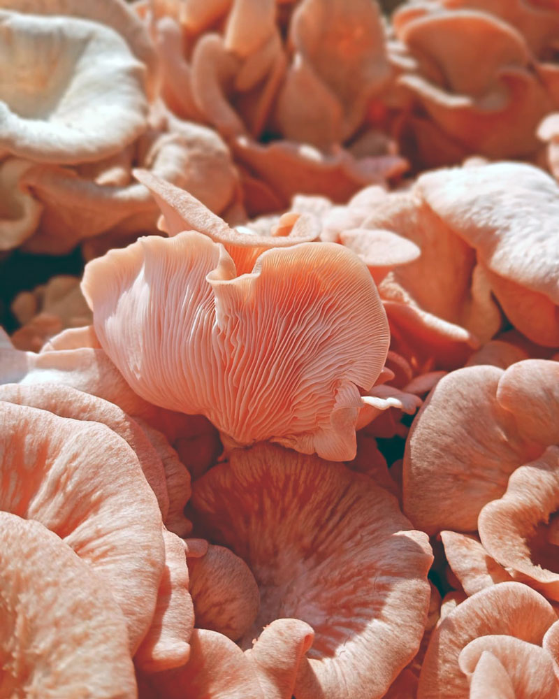 A close-up of vibrant pink oyster mushrooms, showcasing their delicate, ruffled edges and bright pink color.