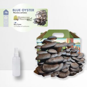 A Blue Oyster Mushroom Grow Kit in a Mushrooms Reach branded box, with fully grown Blue Oyster mushrooms ready to harvest and a spray bottle beside it.