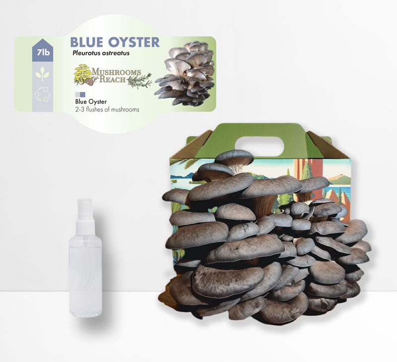 A Blue Oyster Mushroom Grow Kit in a Mushrooms Reach branded box, with fully grown Blue Oyster mushrooms ready to harvest and a spray bottle beside it.