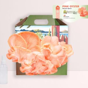 Pink Oyster Mushroom Grow Kit – gourmet mushrooms growing from a countertop kit by Mushrooms Reach