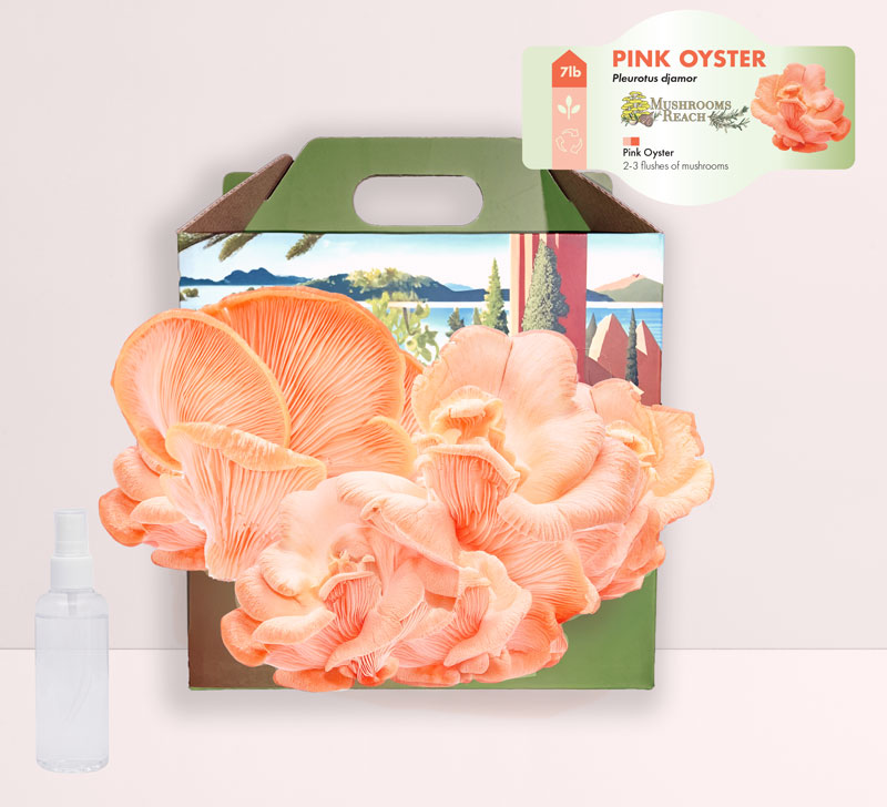 Pink Oyster Mushroom Grow Kit – gourmet mushrooms growing from a countertop kit by Mushrooms Reach